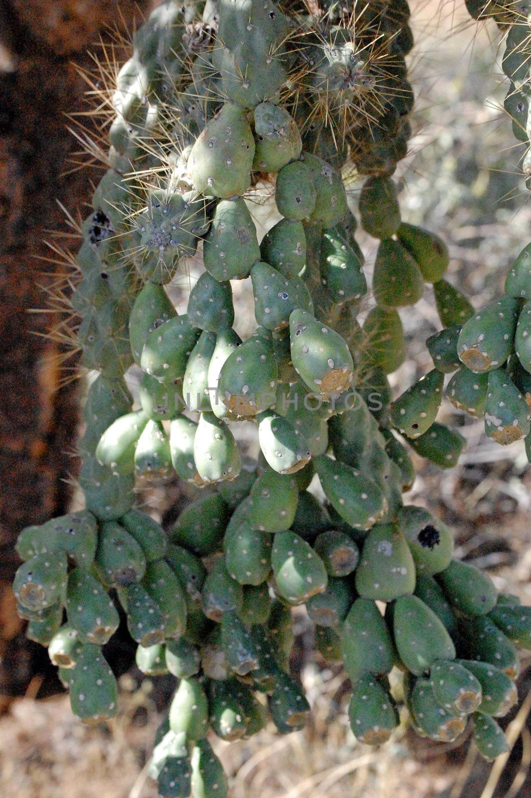 Cactus Tree by RefocusPhoto