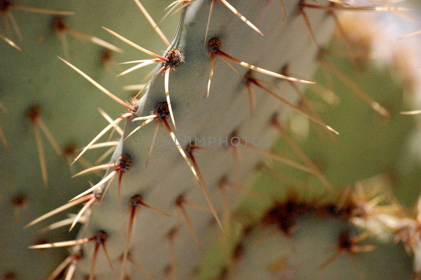 Cactus Tree by RefocusPhoto