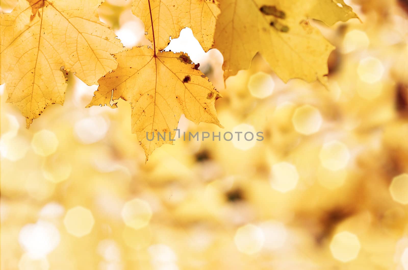 Autumn Leaves by StephanieFrey