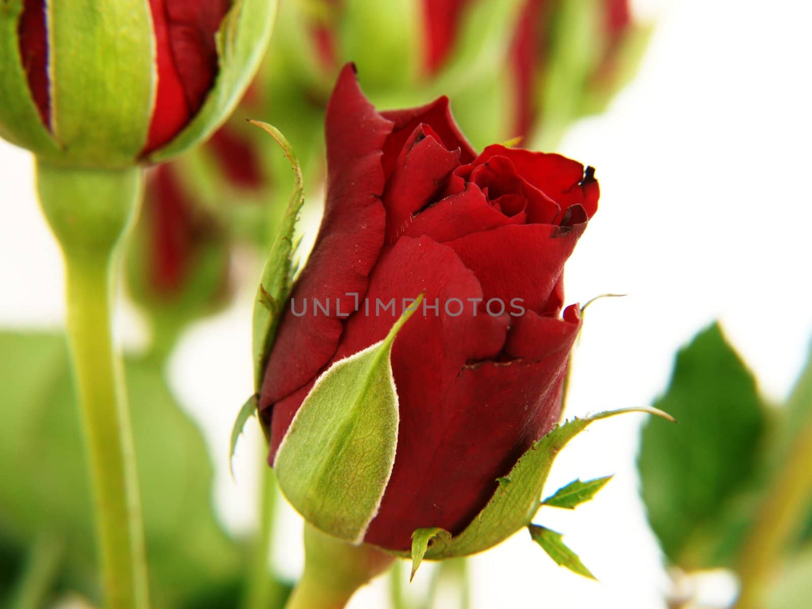Red roses, isolated with green leaves towards white