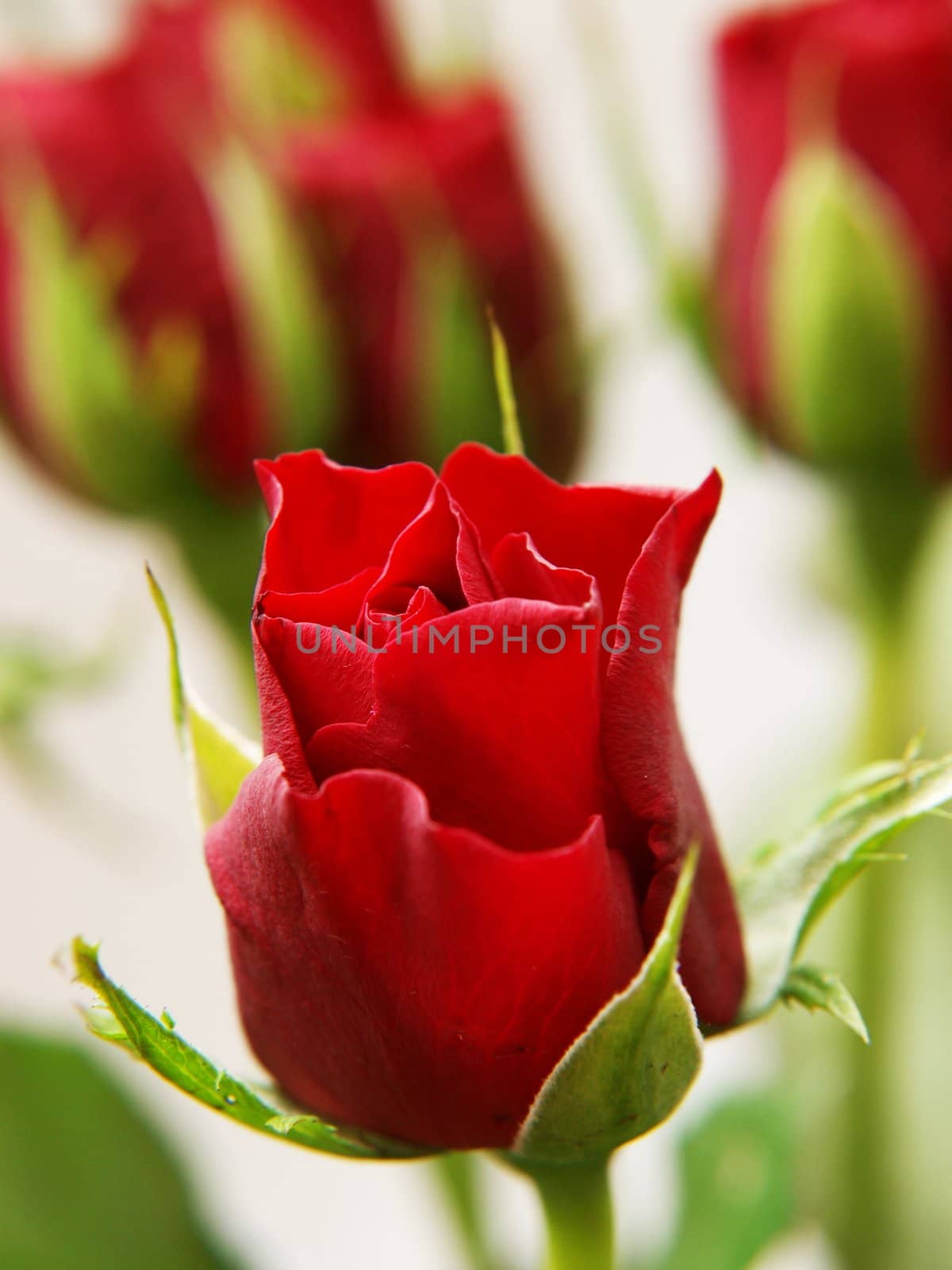 Red roses, isolated with green leaves towards white