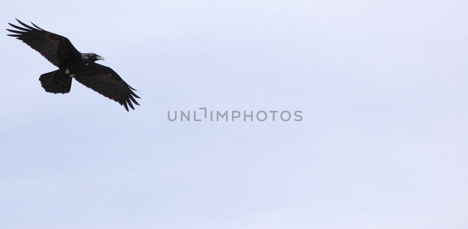 Flying Black Bird Background by RefocusPhoto