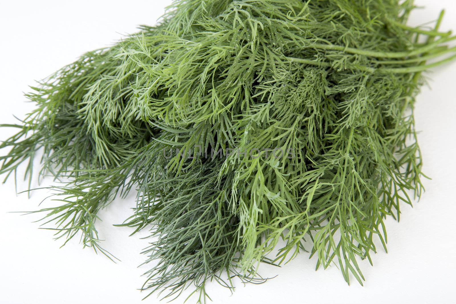 Fresh dill covered in drops of water on white background