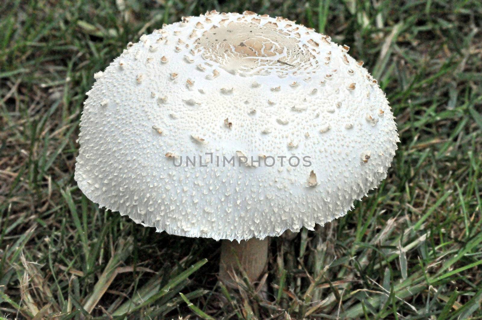 Mushroom by RefocusPhoto