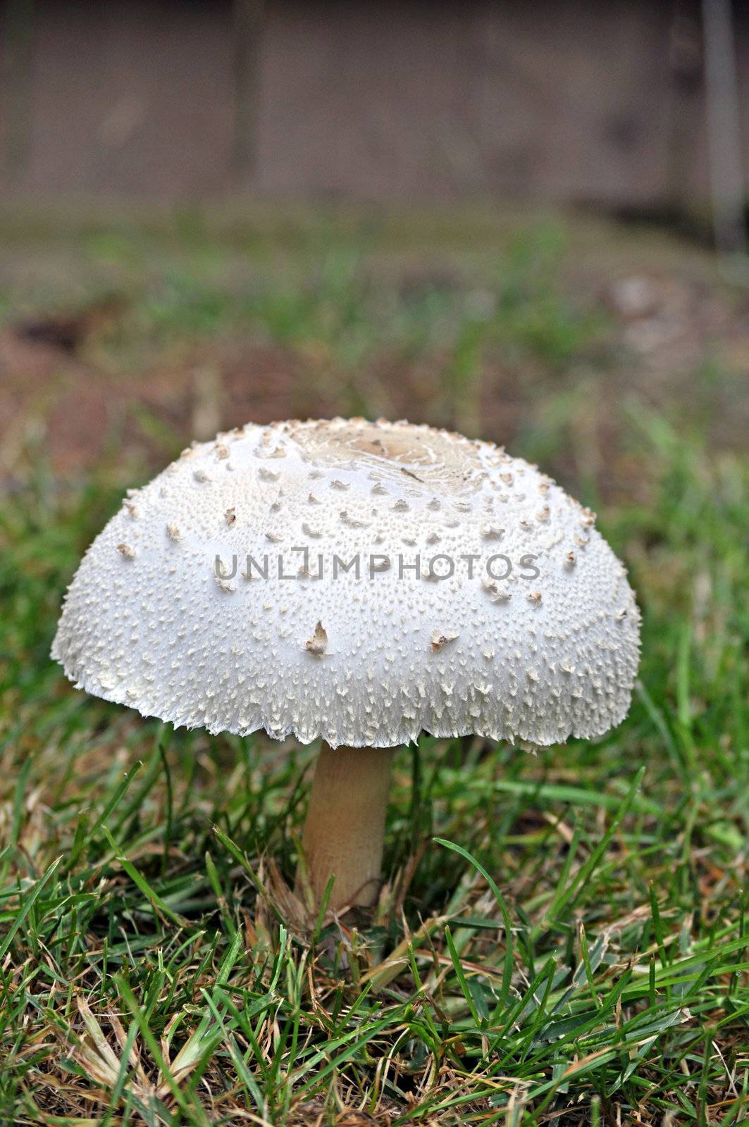 Mushroom by RefocusPhoto