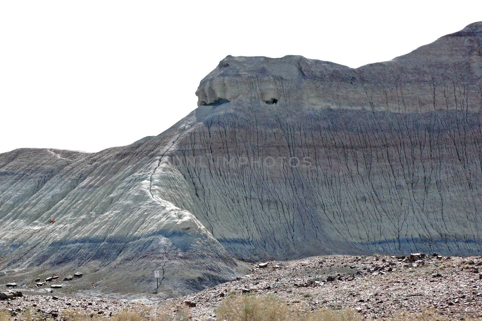 Petrified Forest by RefocusPhoto