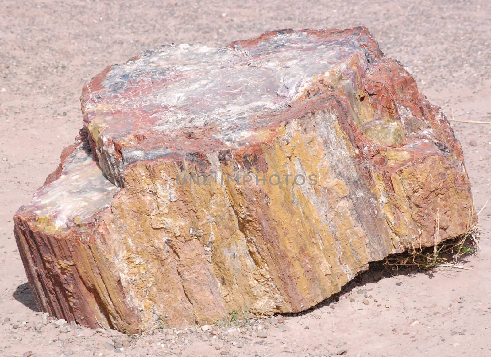 Petrified Forest by RefocusPhoto