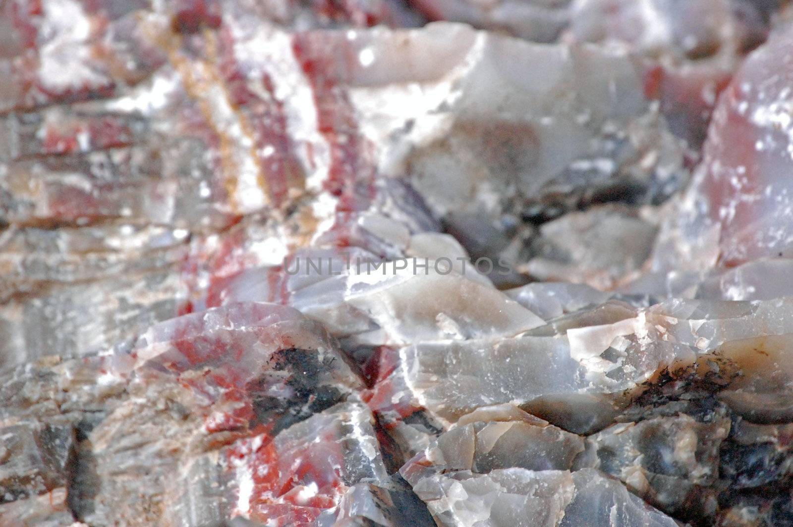 Petrified Forest by RefocusPhoto