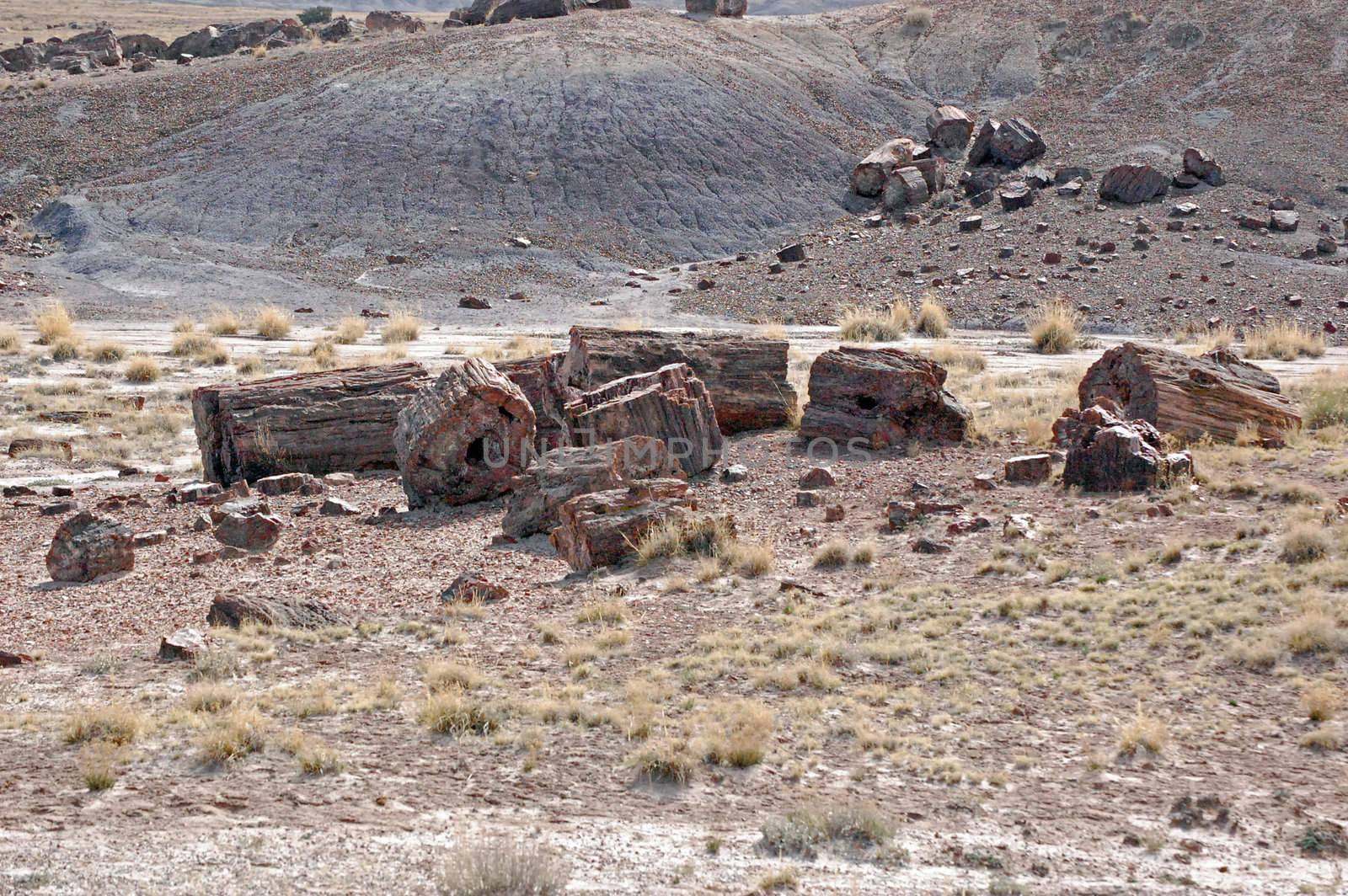 Petrified Forest by RefocusPhoto