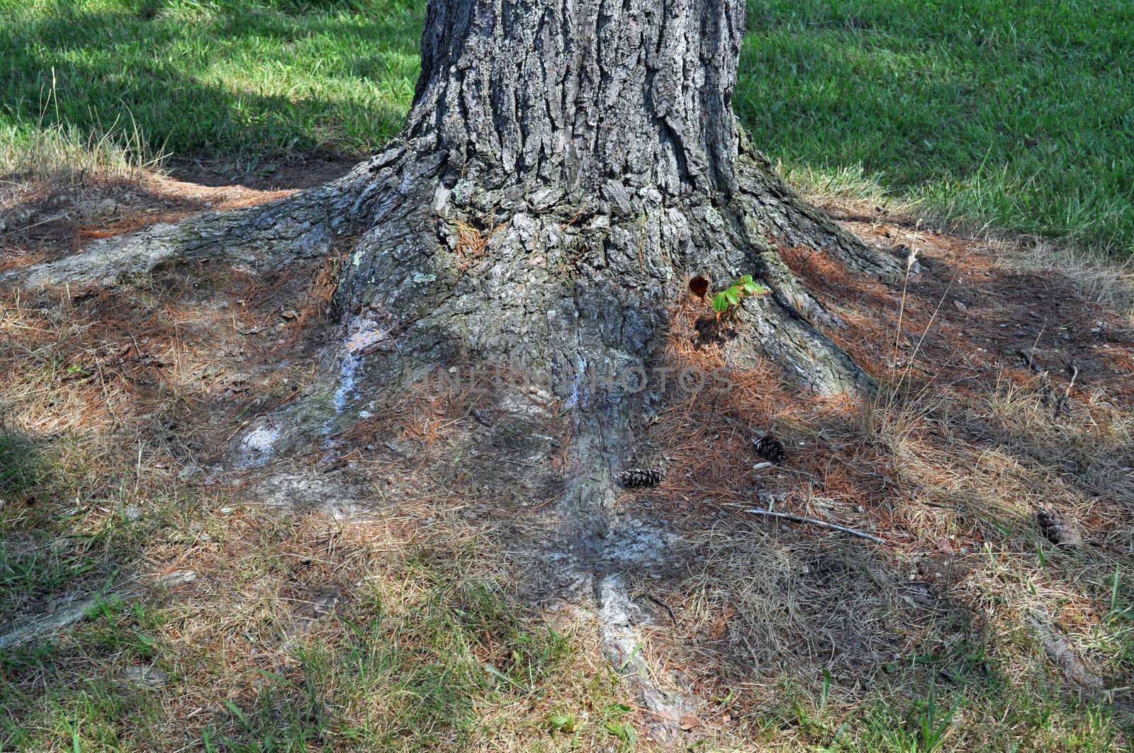 Tree Roots