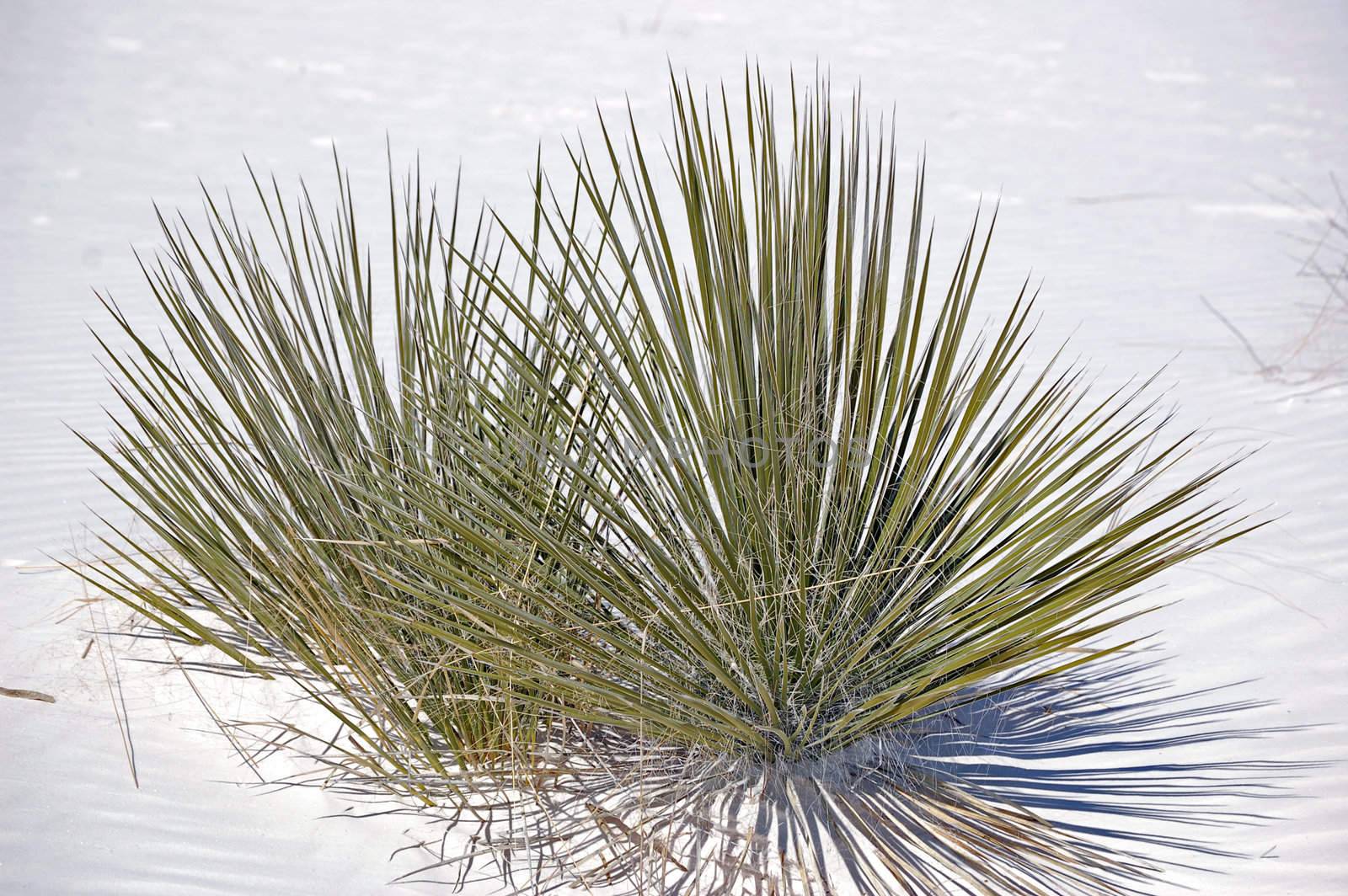 White Sands New Mexico