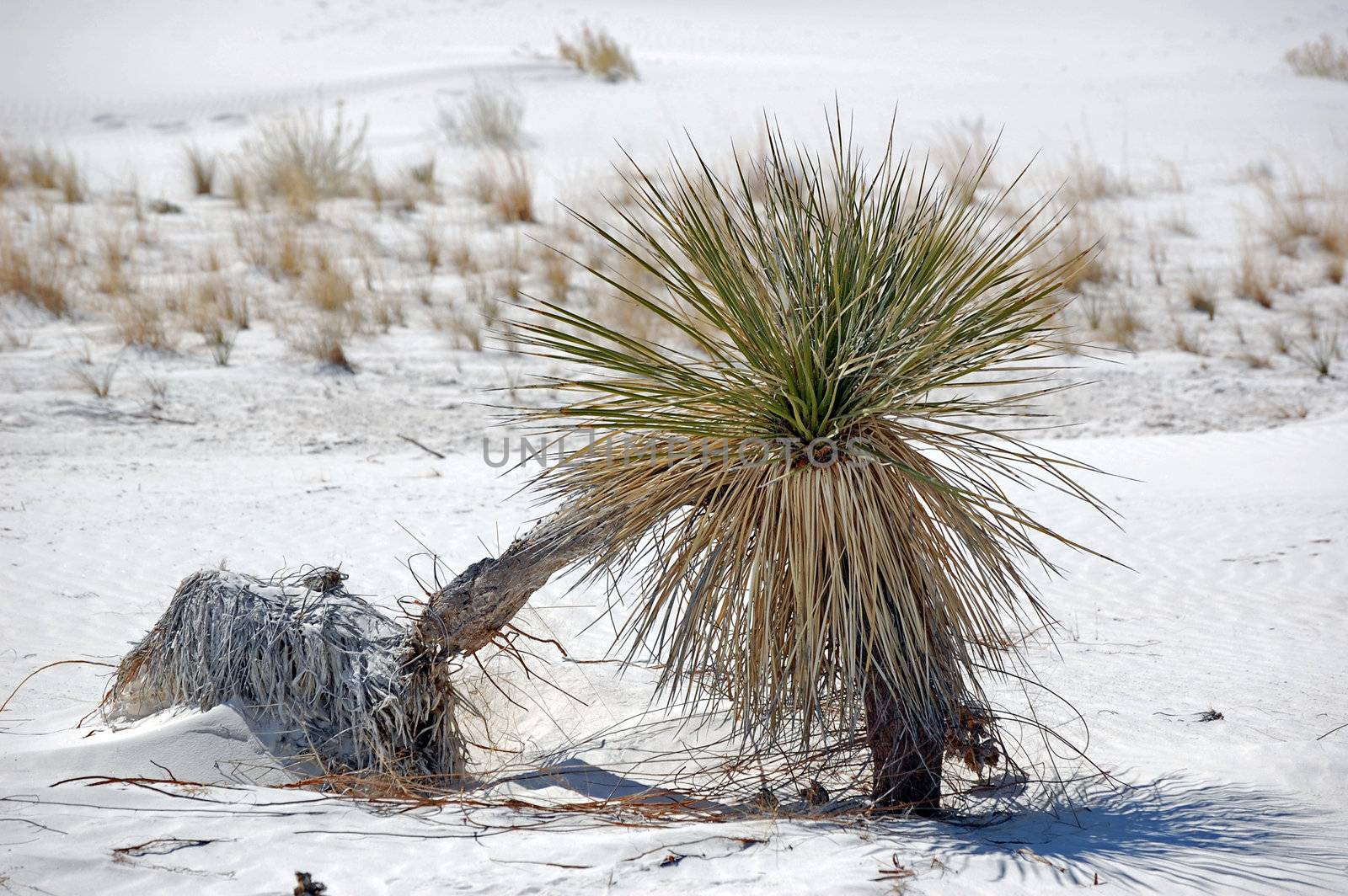 White Sands New Mexico