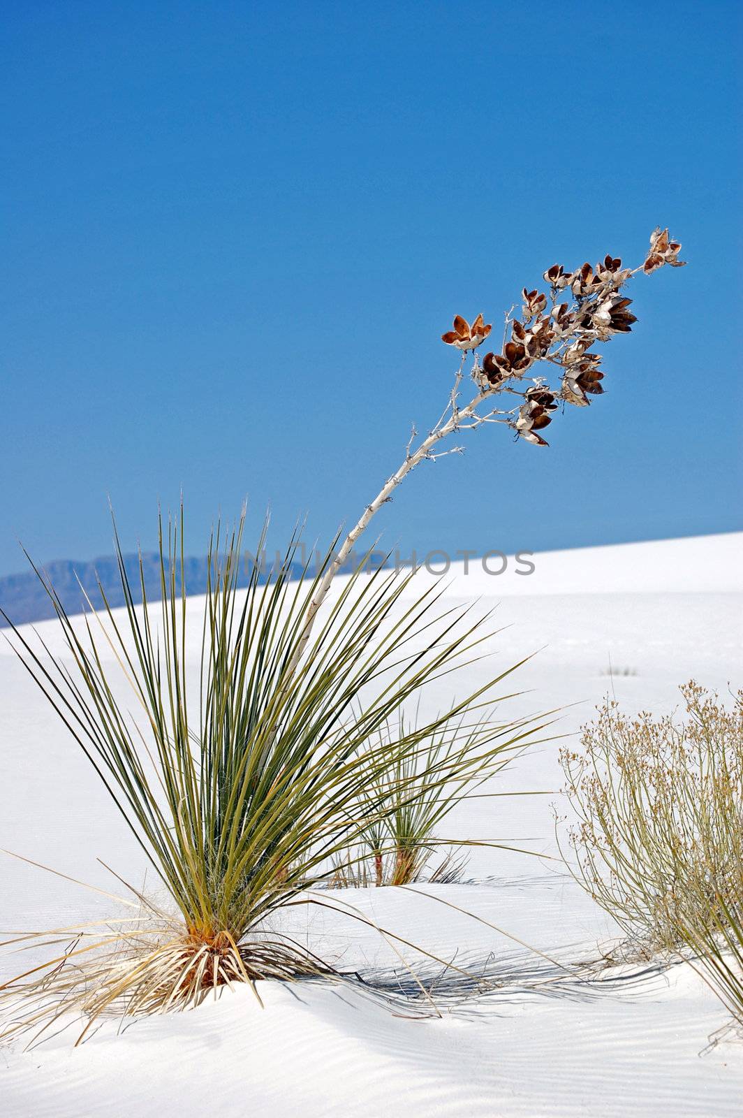 White Sands New Mexico by RefocusPhoto