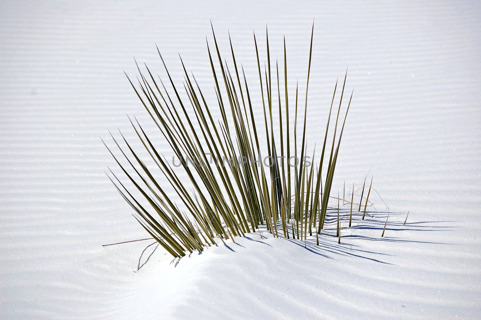 White Sands New Mexico by RefocusPhoto