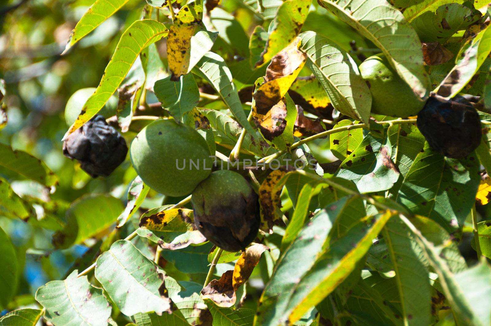 Closeup of fresh walnut fruits ripening on the tree in late summer