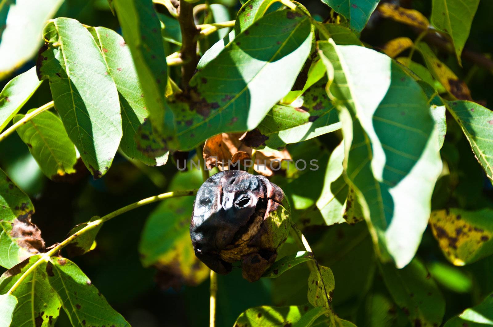 Closeup of fresh walnut fruits ripening on the tree in late summer