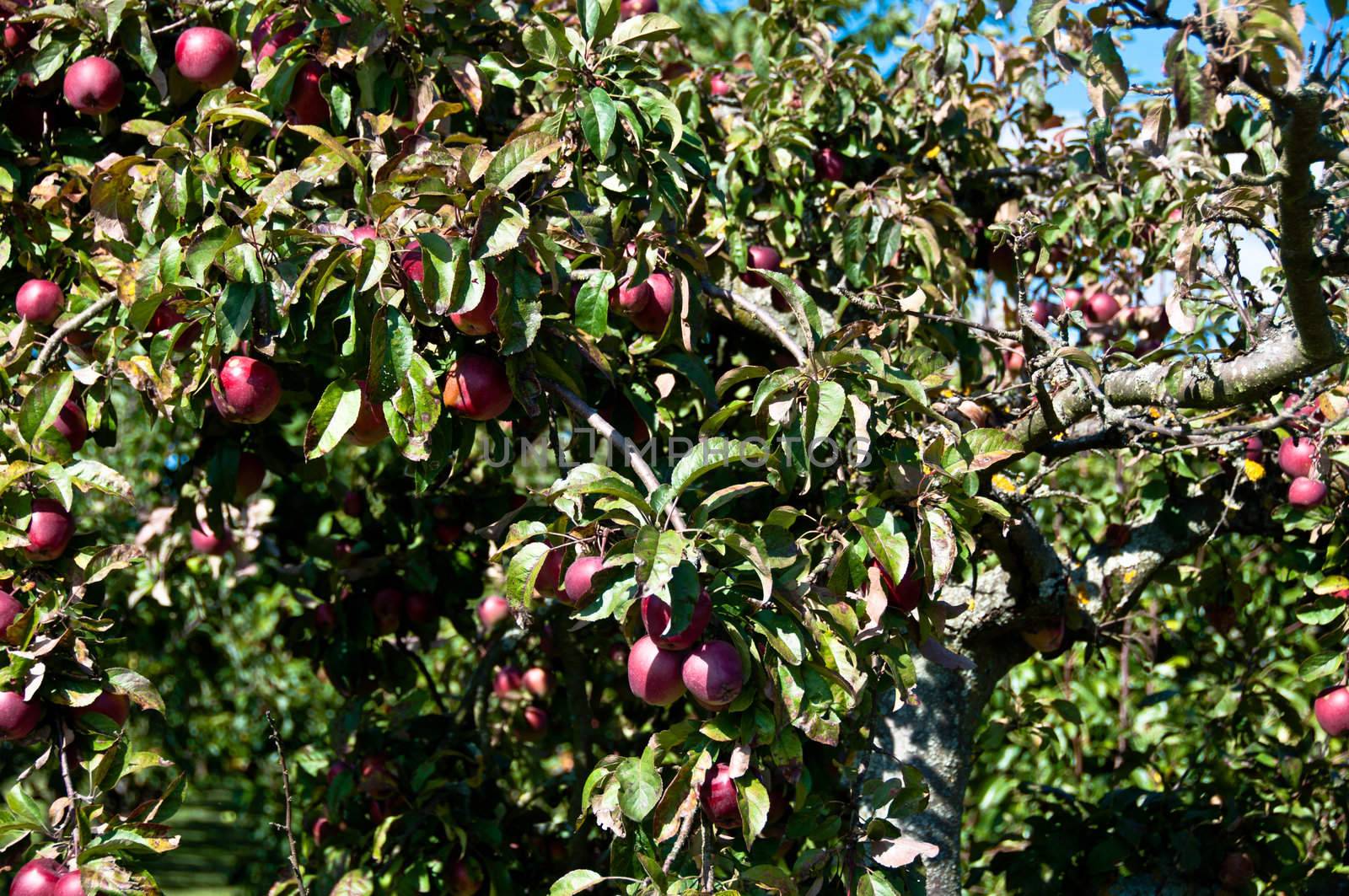 Old apple tree in late summer with rich fruits