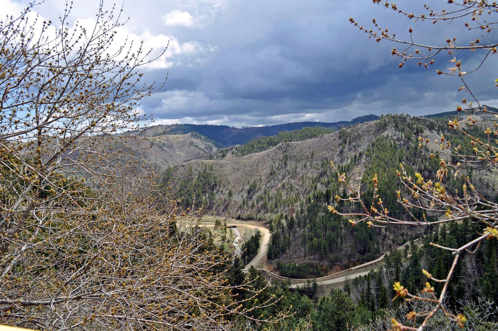 Black Hills South Dakota by RefocusPhoto