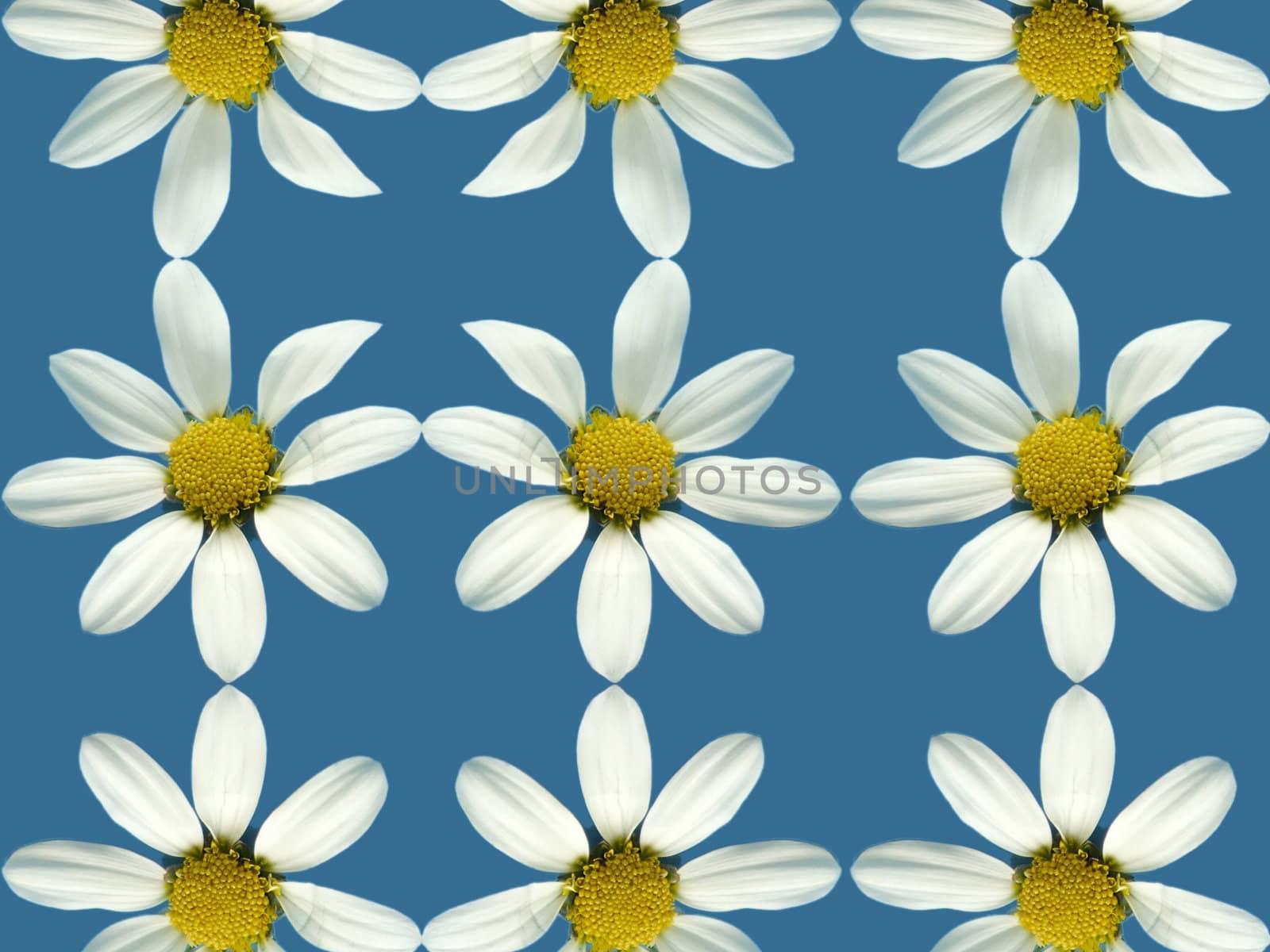daisy on blue by Baltus