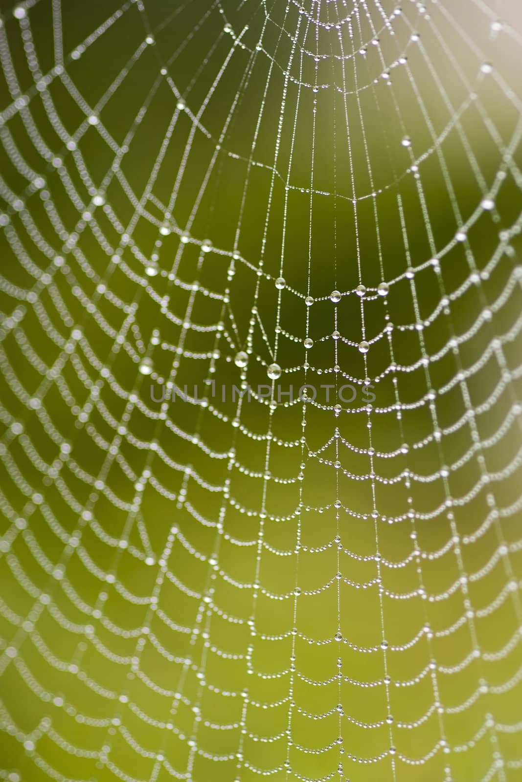 a spiderweb with raindrops