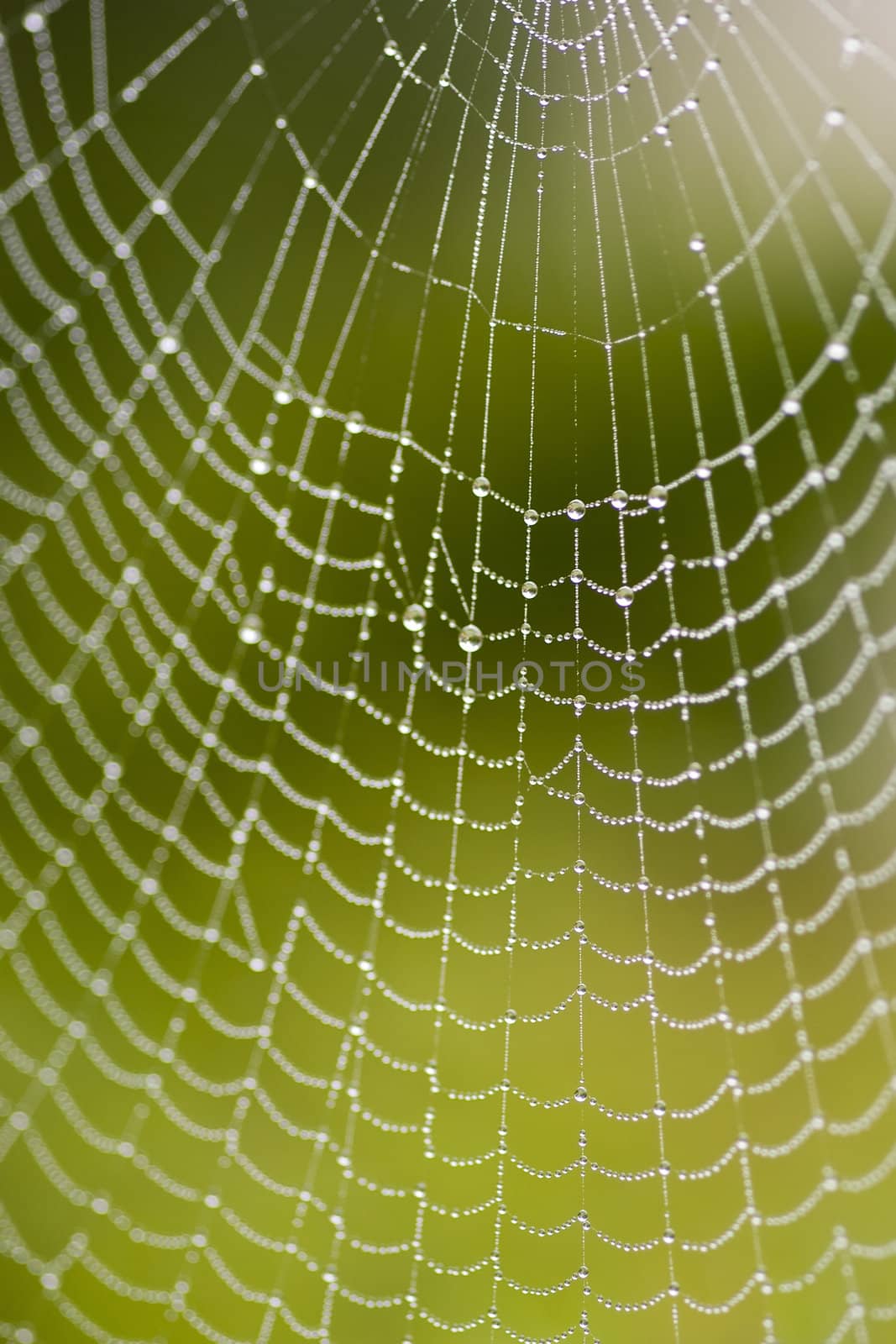 a spiderweb with raindrops