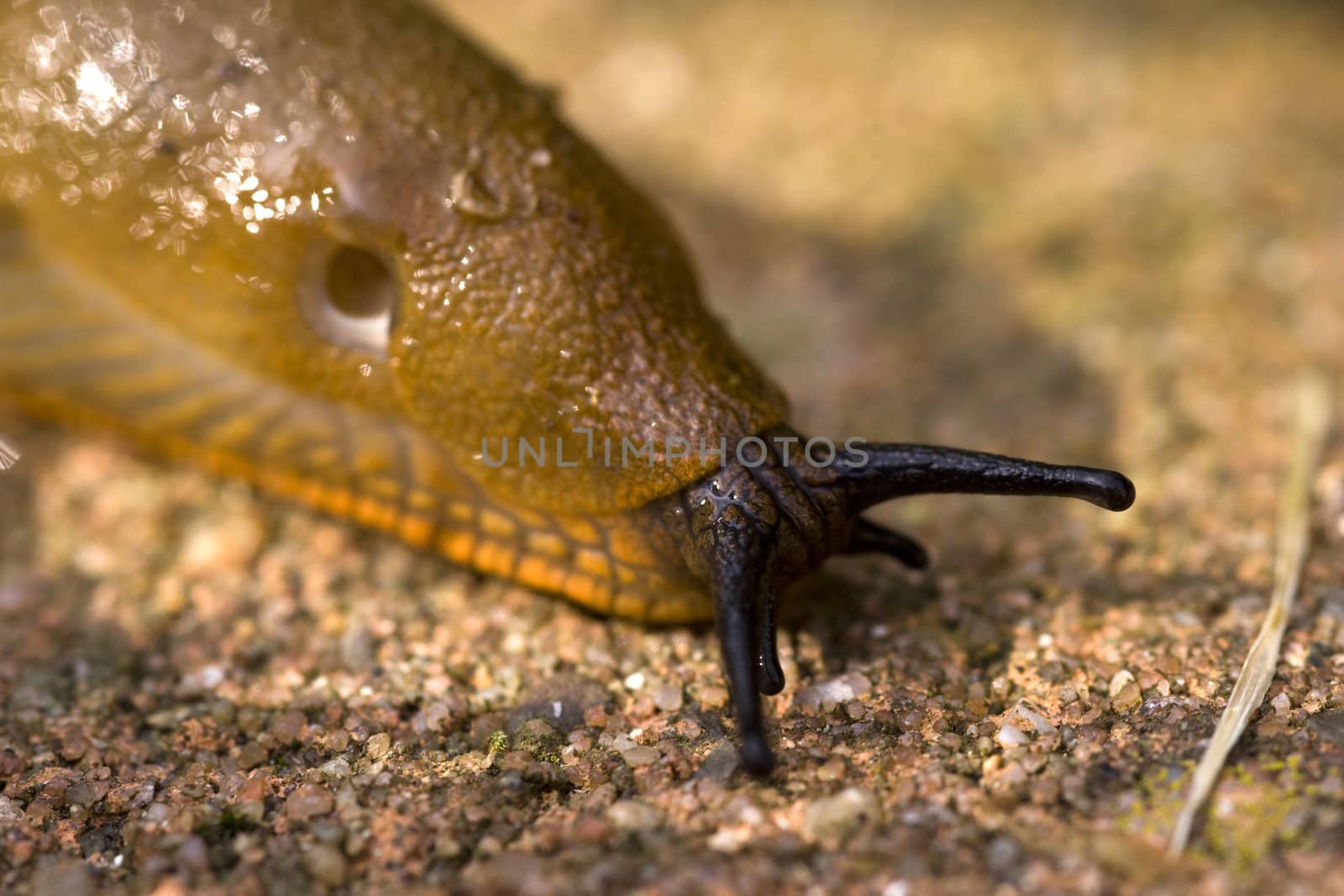 a slug in the garden