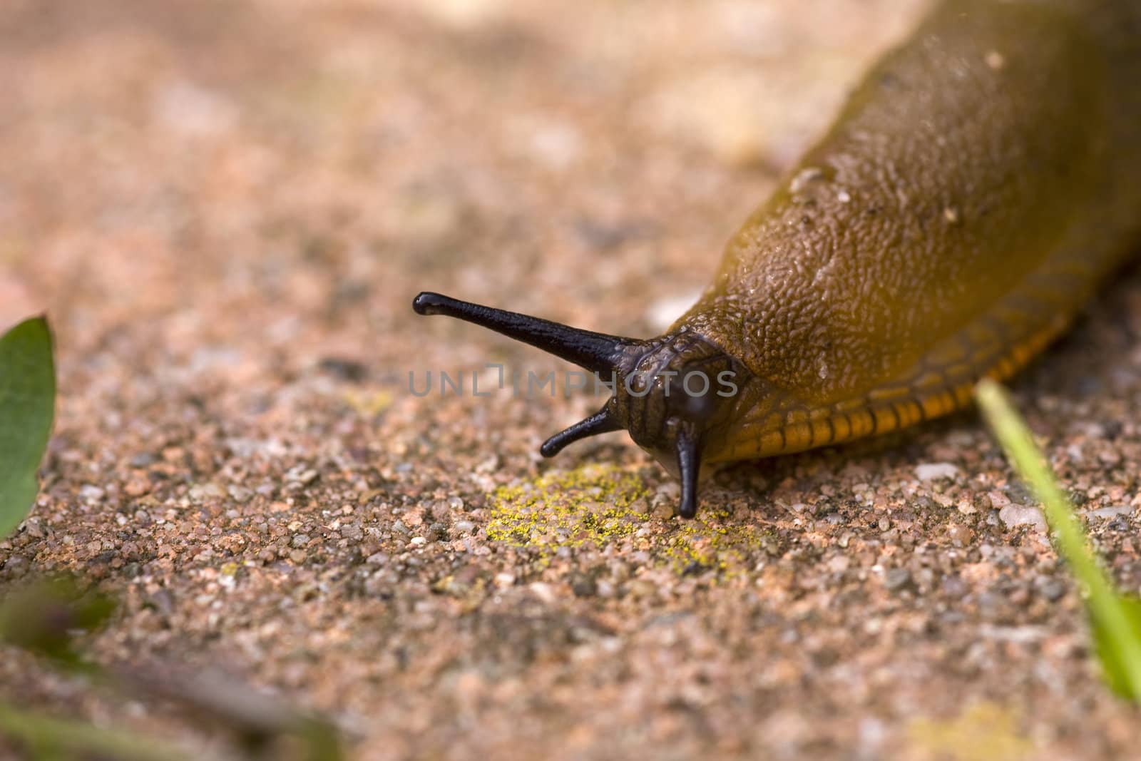 a slug in the garden
