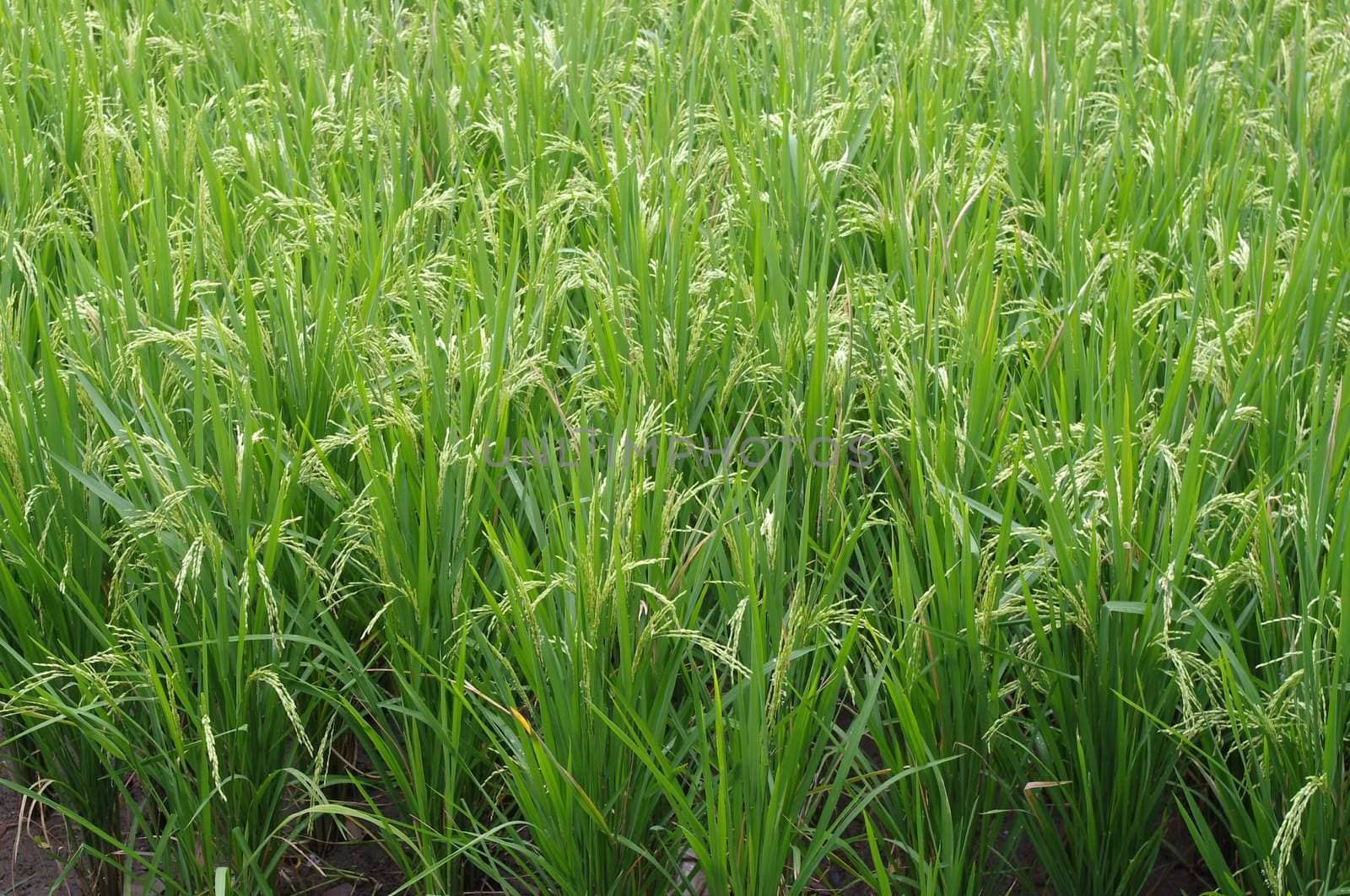 Close up of a rice field, Padang Sambian, Bali, Indonesia.