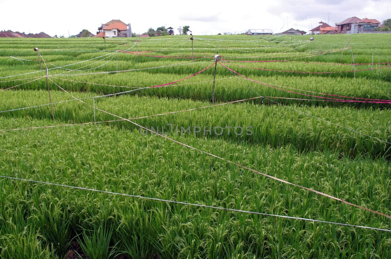 Rice field in a farm, Padang Sambian, Bali, Indonesia.