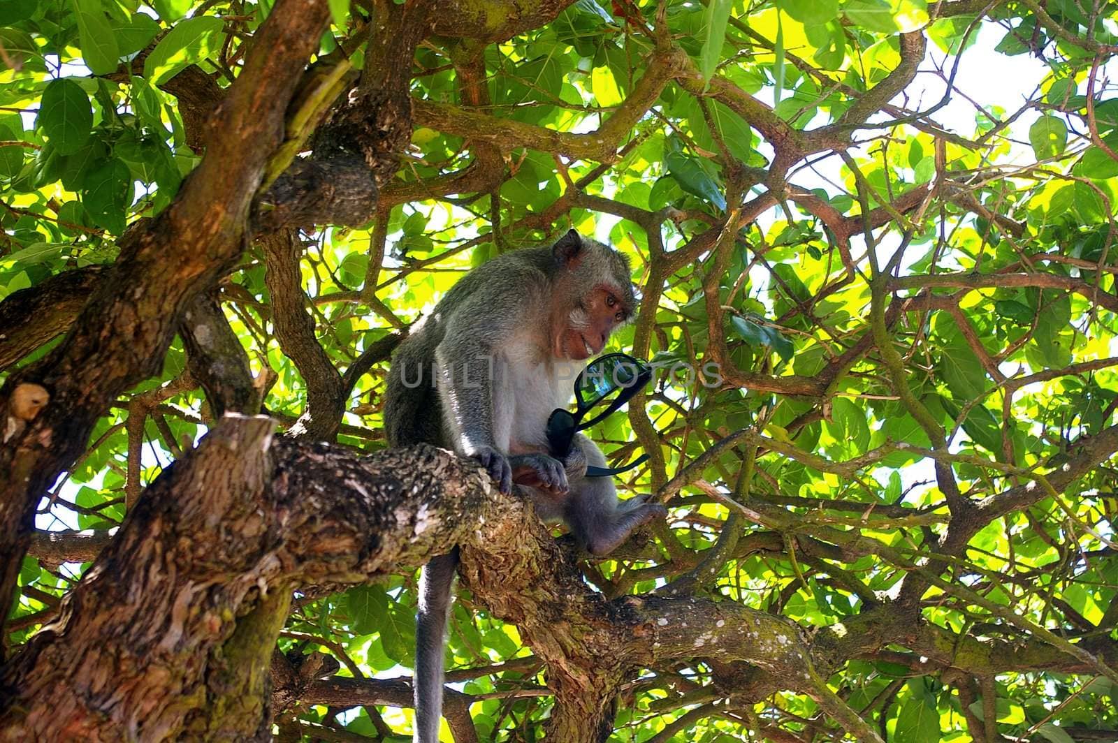 A monkey in a tree with sunglasses, which was snatched from a tourist. On the grounds of Pura Luhur, Uluwatu temple, Bali, Indonesia.