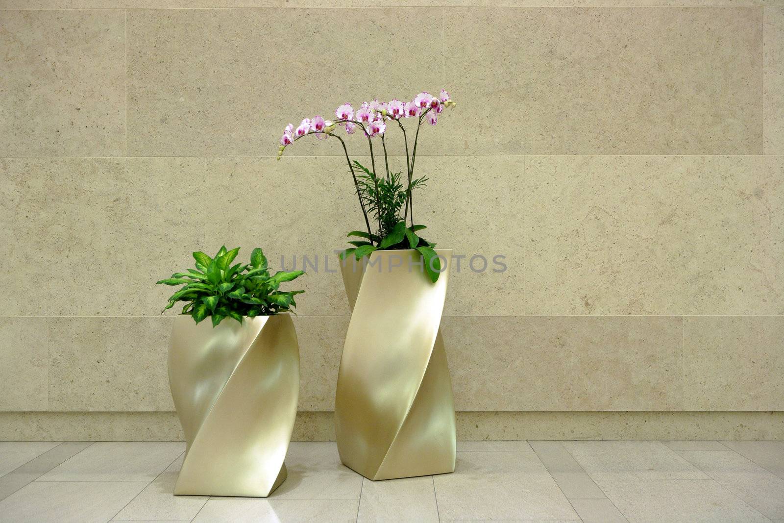 beautiful orchid in lobby
