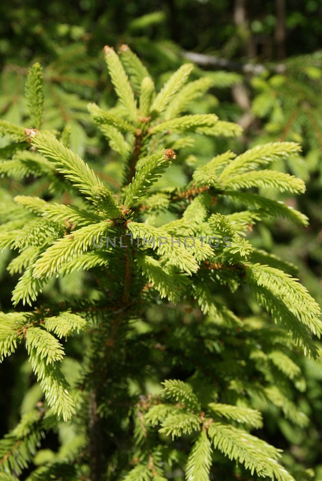 A young Norway Spruce (Picea abies) has light green shoots in early summer. 