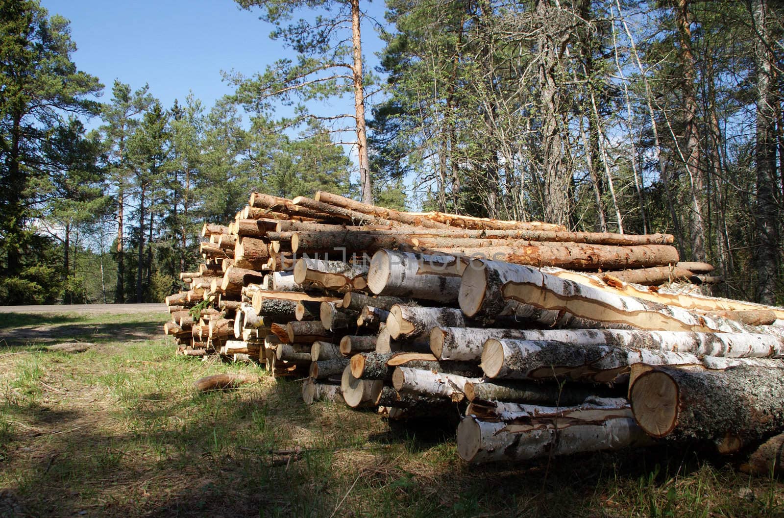 Timber logs stacked in forest, ready for transport. Photographed in Salo, Finland in May 2010.