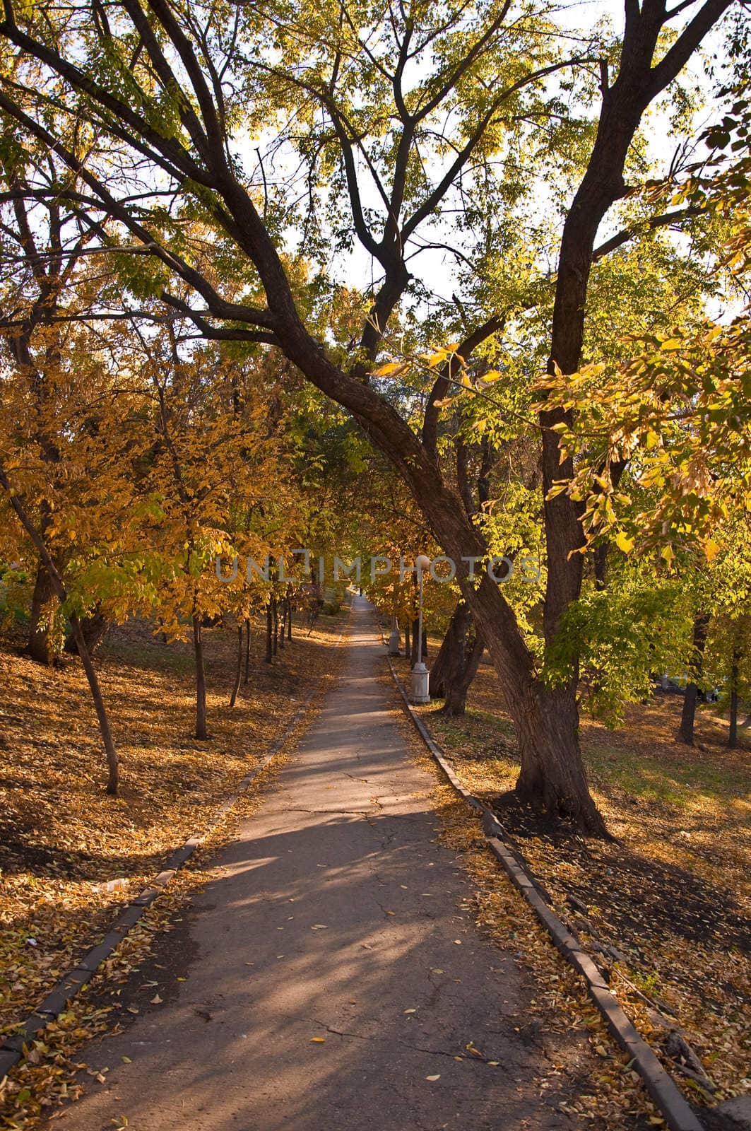 Autumn road in the park. Fallen yellow leaves. Autumn landscape
