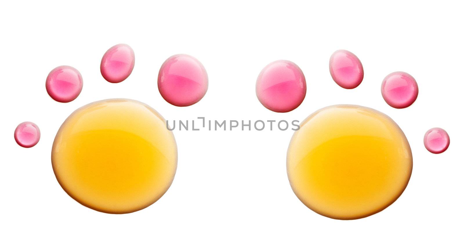 Animal's paw from the water drops on a white background