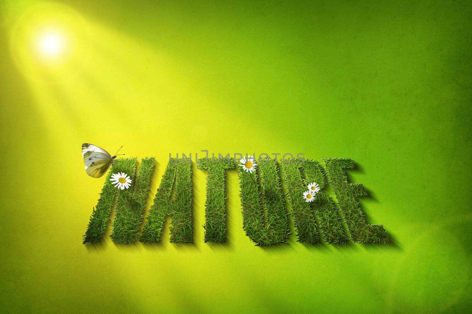 nature grass font with daisies and butterfly