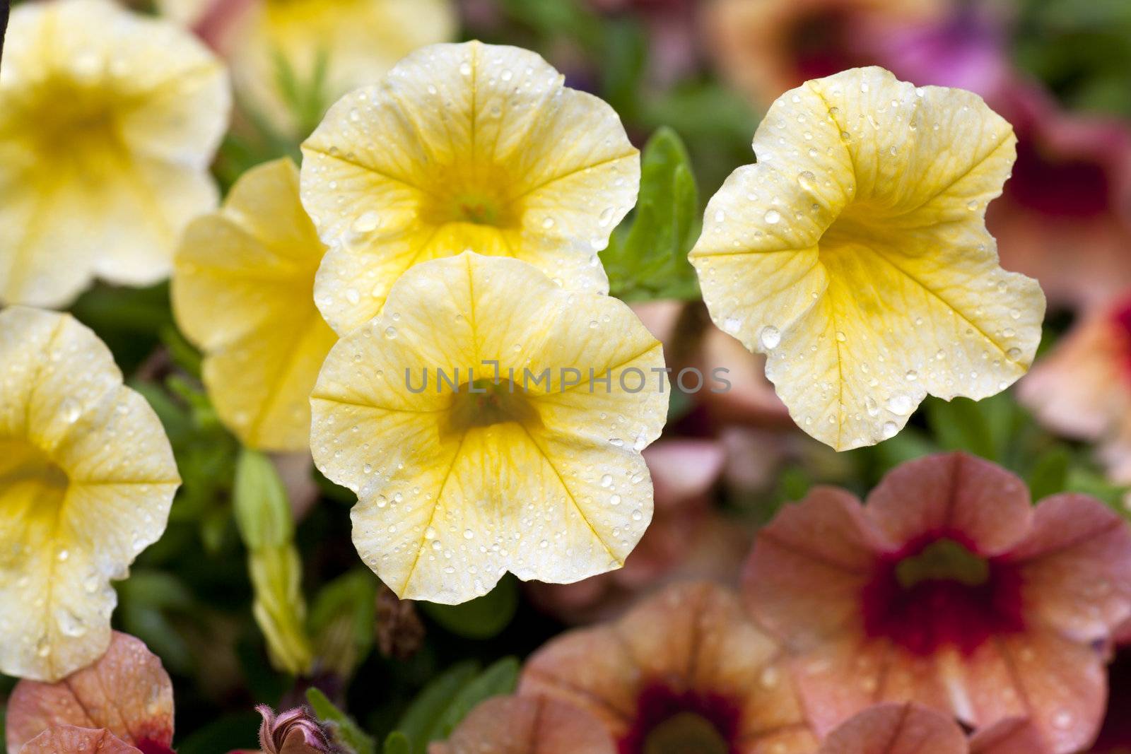 Yellow calibrachoa flowers covered in water drops after a rainfall.