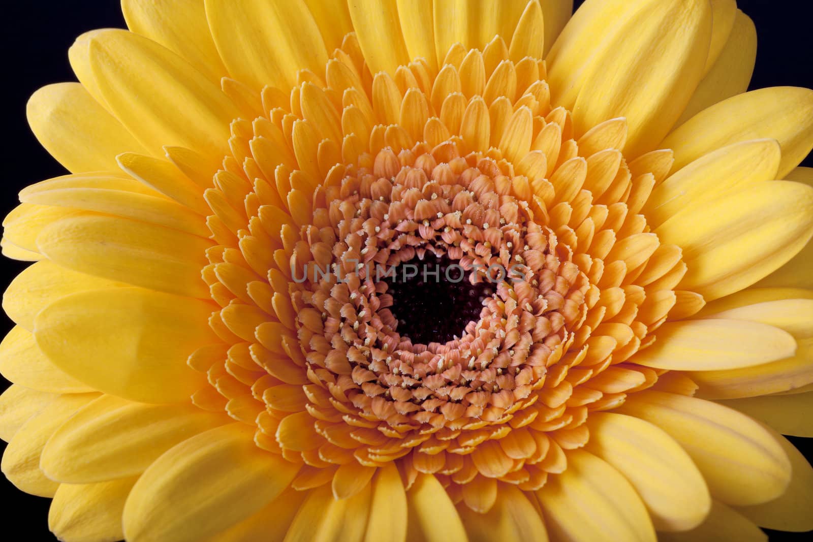 Closeup of Gerbera daisy with black background.