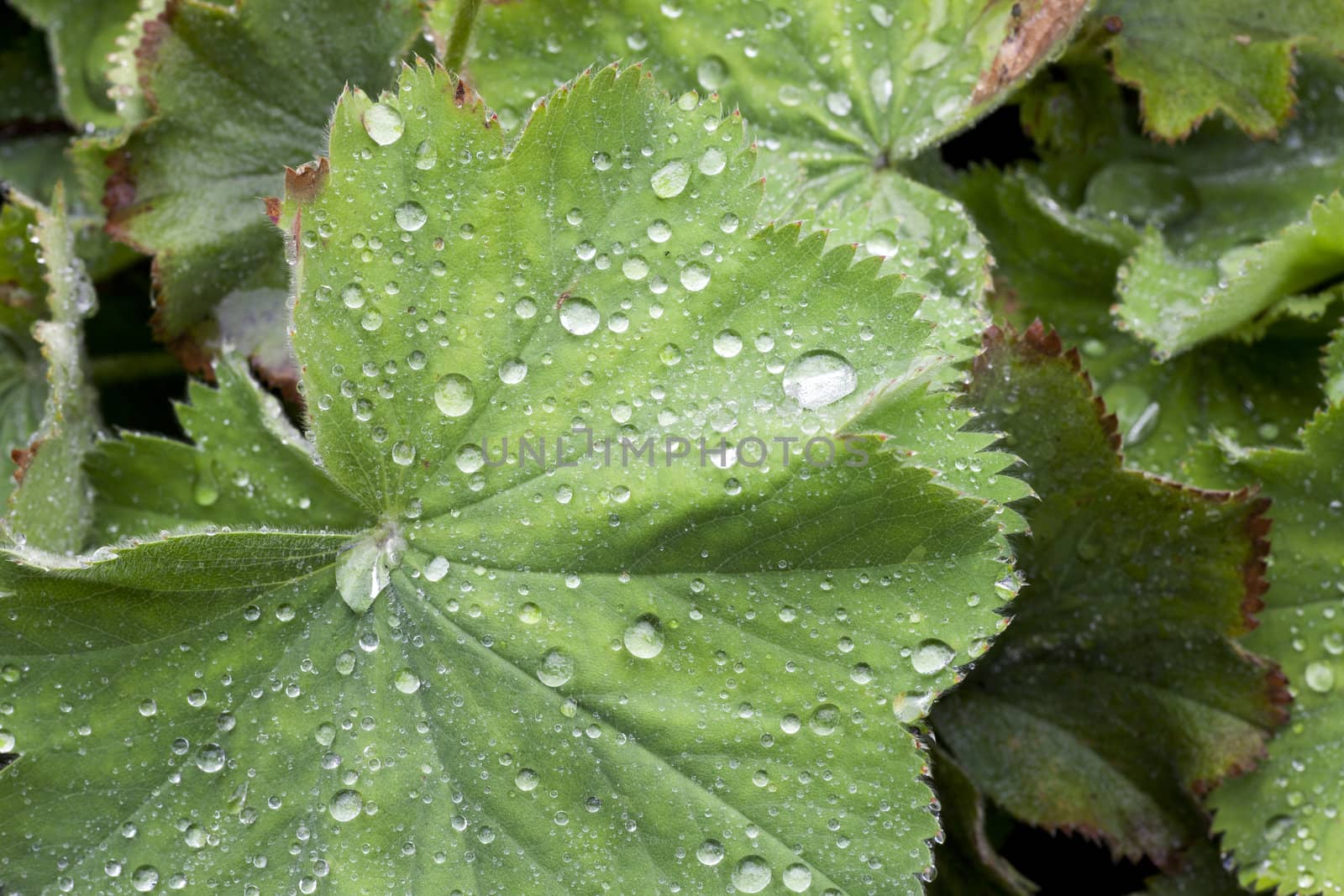 Garden Leaf Covered in Rain by charlotteLake
