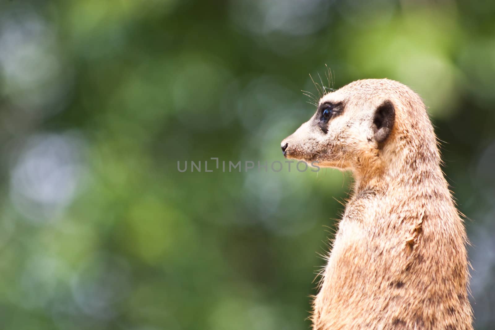 The meerkat or suricate, Suricata suricatta, is a small mammal belonging to the mongoose family.