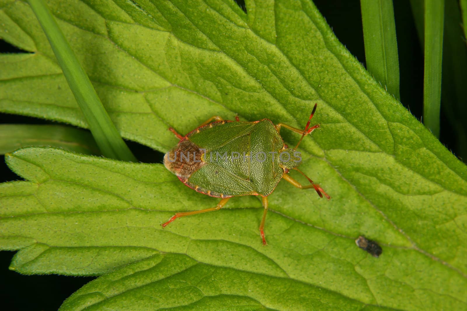Green shield bug (Palomena prasina) by tdietrich