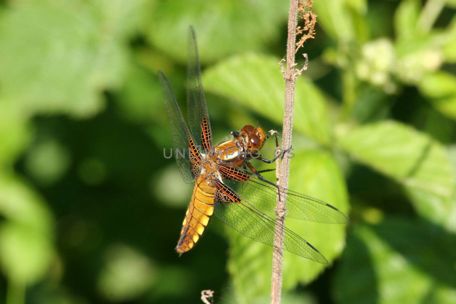 Broad-bodied Chaser (Libellula depressa) - female on a branch