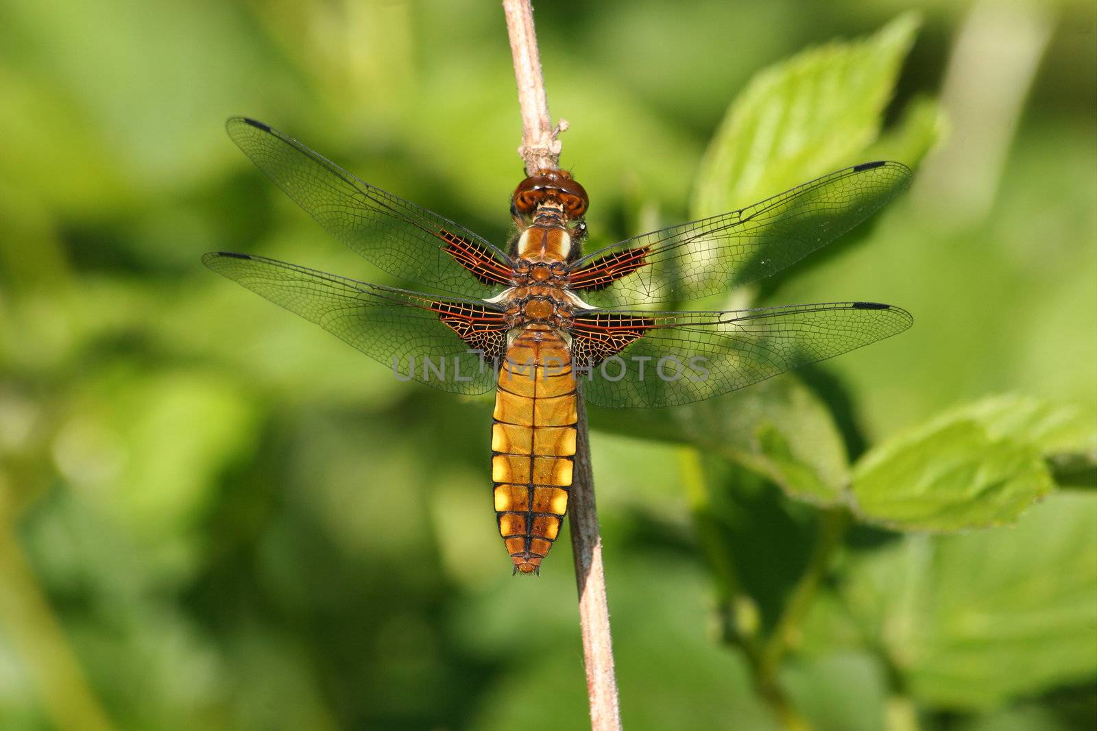 Broad-bodied Chaser (Libellula depressa) - female on a branch