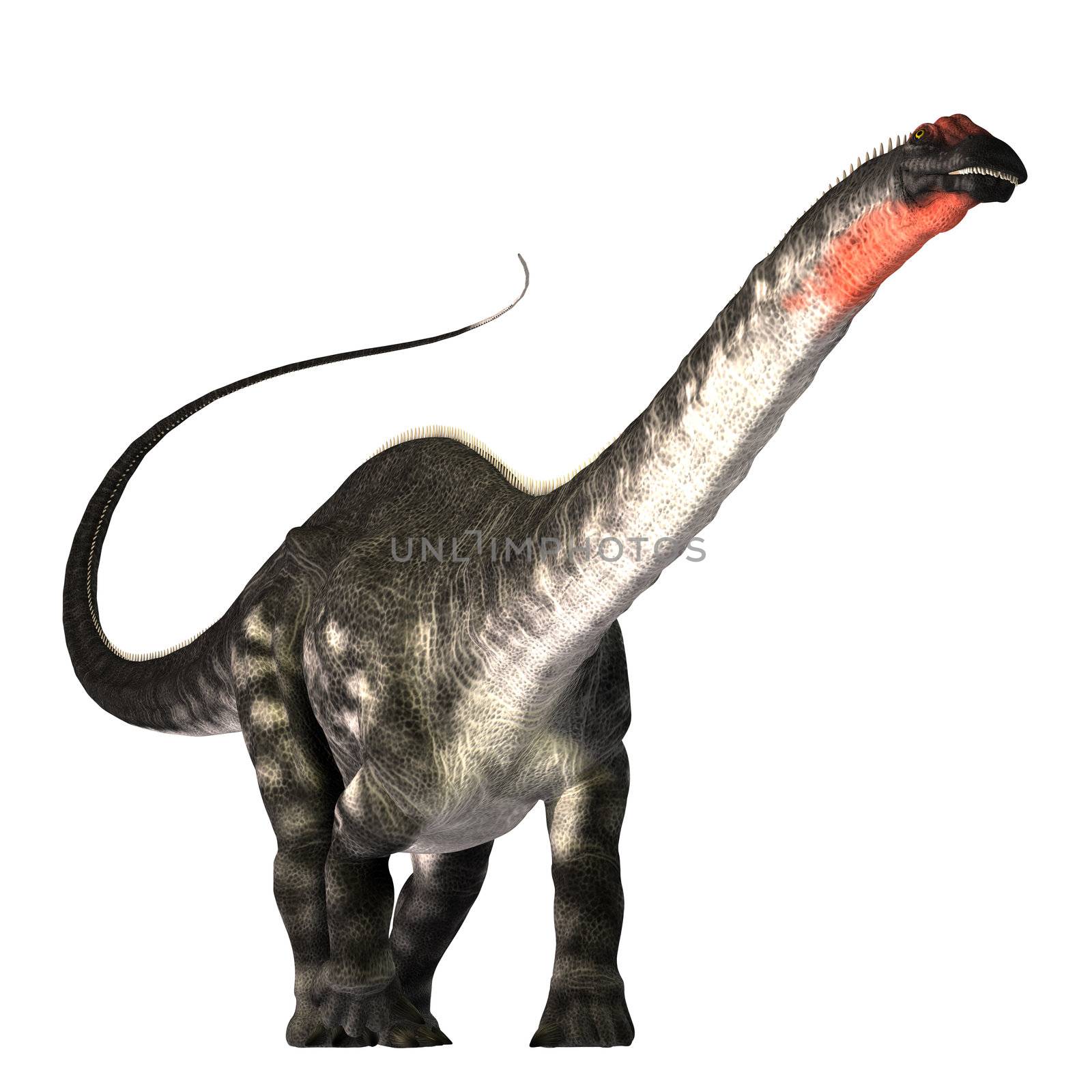 The Apatasaurus dinosaur was a herbivore of the Jurassic Era. This giant also called Brontosaurus, browsed the tree tops much as a giraffe does today. Its fossils have been found in western North America.