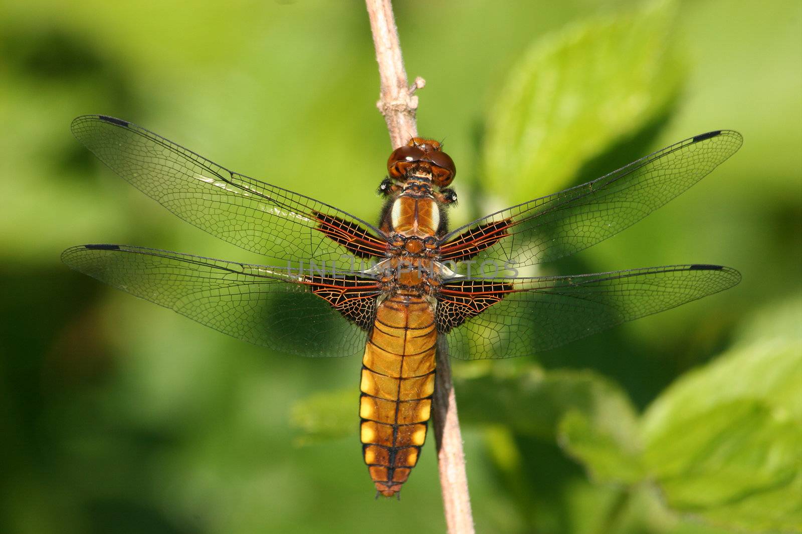 Broad-bodied Chaser (Libellula depressa) by tdietrich