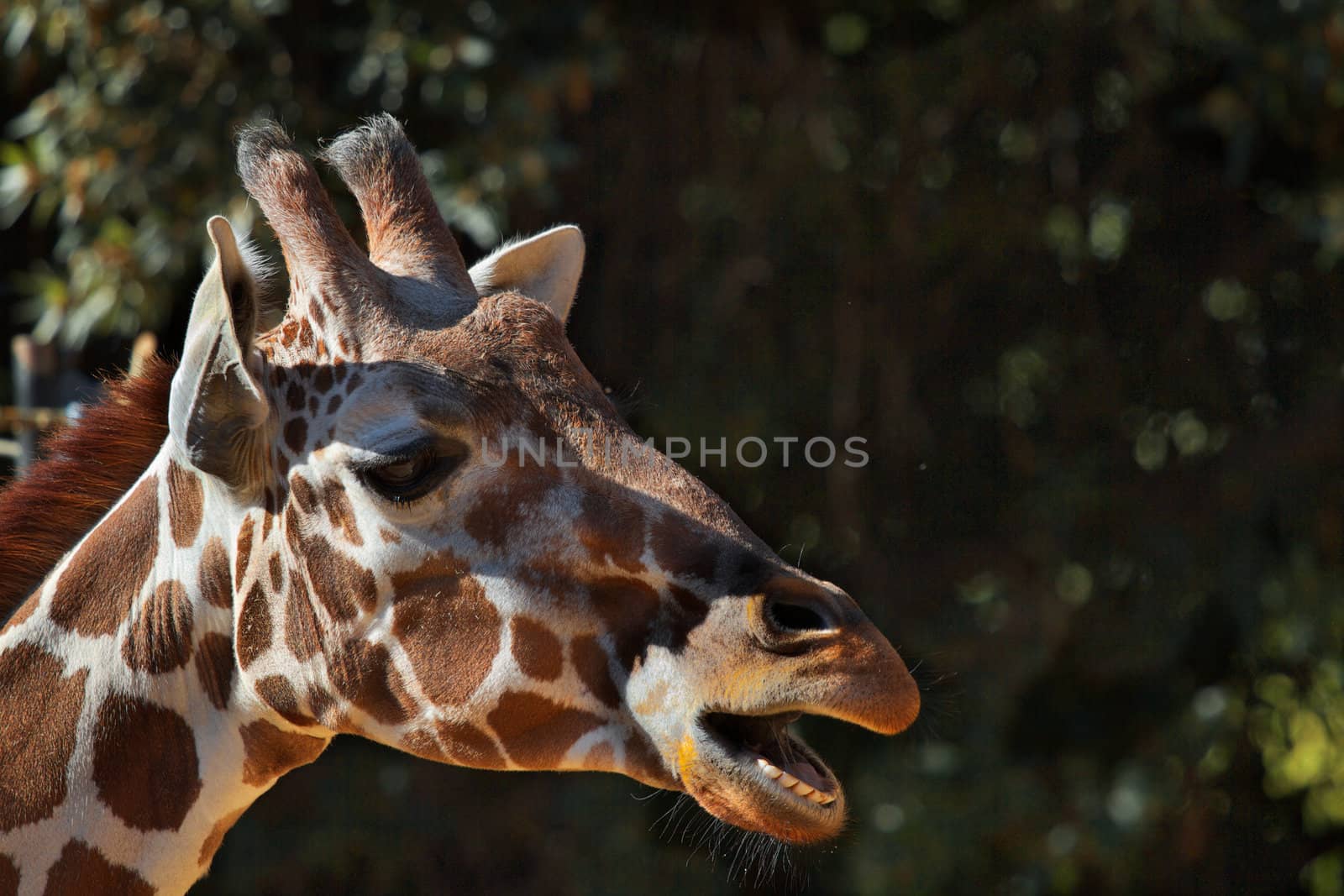 Brown spotted griraffe head with purple tongue and soft focus forest of trees