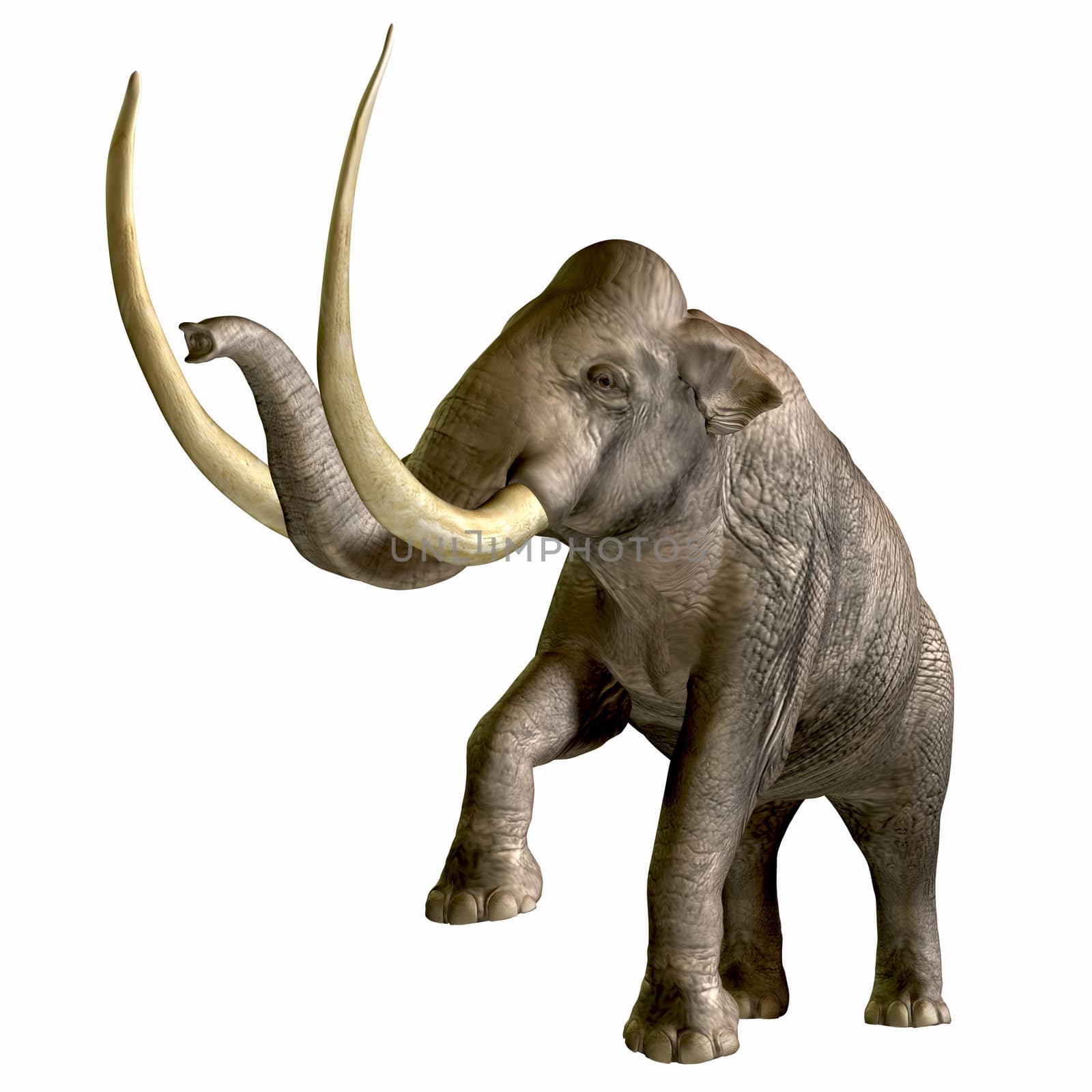 The Columbian Mammoth is one of an extinct megafauna beasts from the Pleistocene Period of Earths history. Its fossils have been discovered in North America and as far south as Nicaragua and Hondurus.