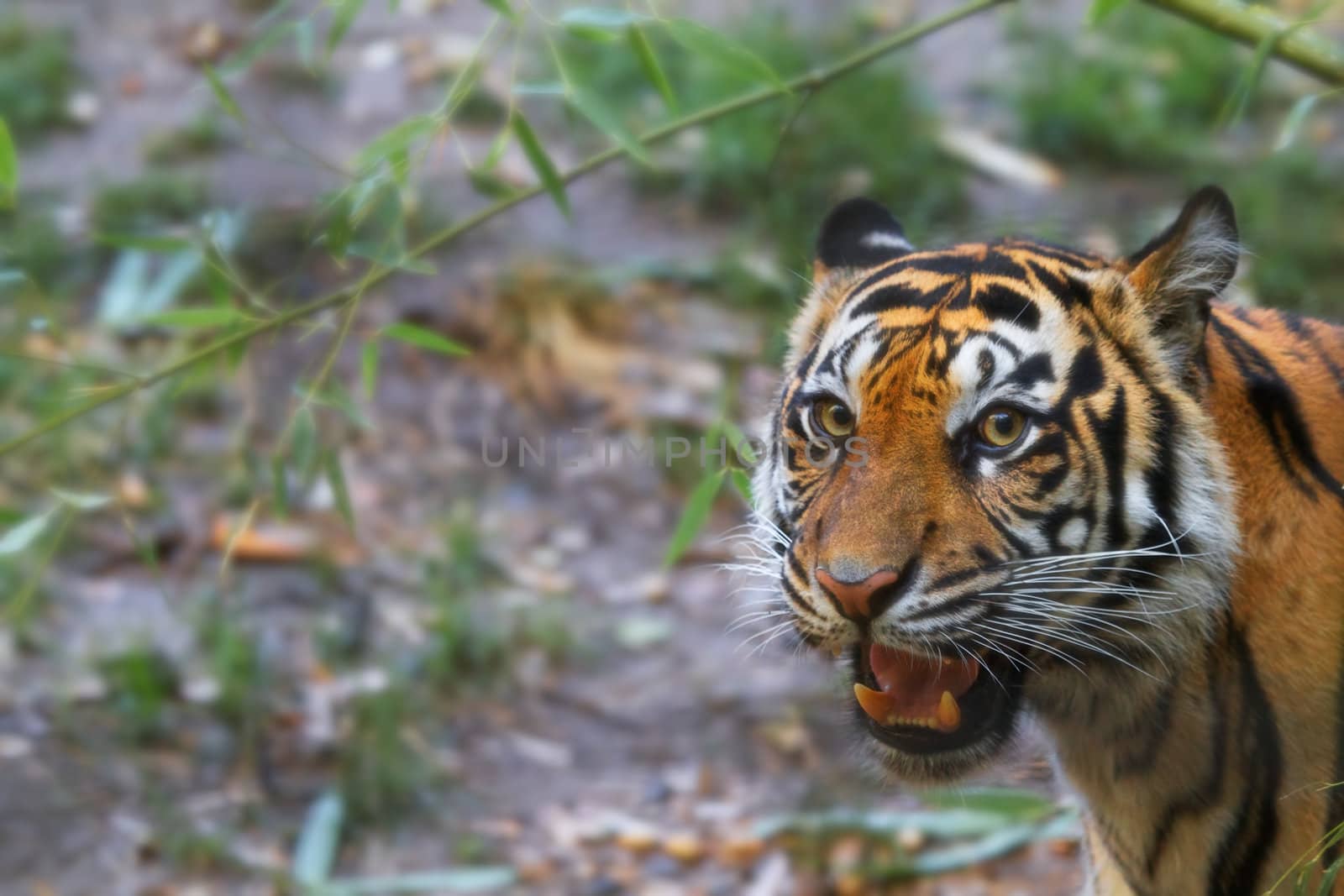 Growling tiger looking towards camera with soft focus background