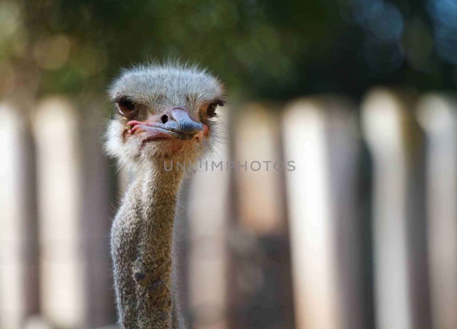 Ostrich head looking to the right with soft focus white fench and trees in backround