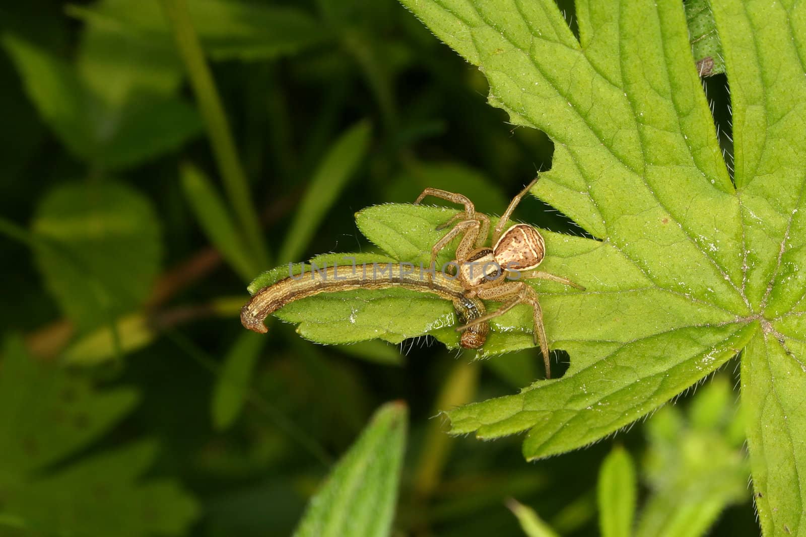 Crab spider (Xysticus cristatus) by tdietrich